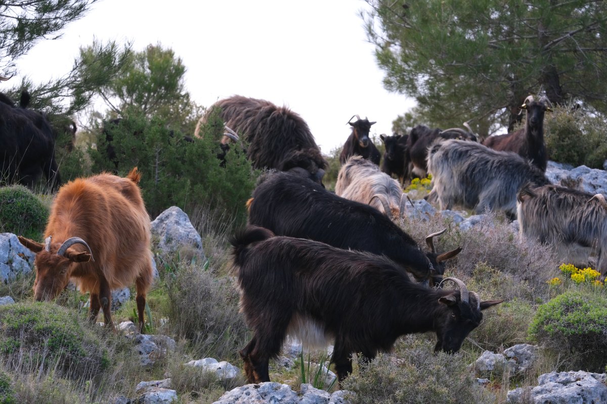 Ultime orchidee per quest''anno - Dalla Grecia con passione